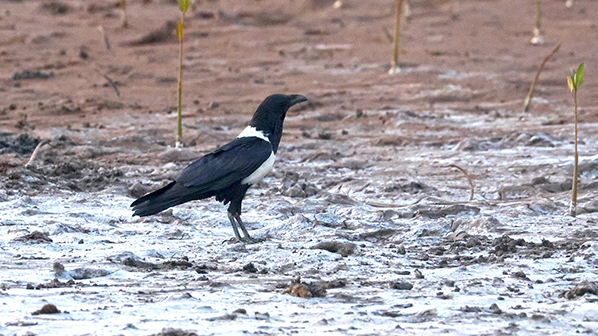 Pied Crow